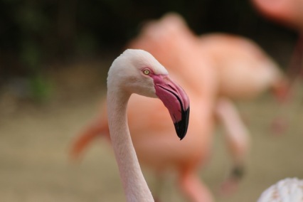 design-em-madrid-flamingo